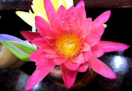 Lotus - pretty, lotus, brightly colored, vivid