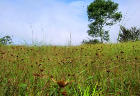 wilderness scenery - wilderness, grass, scenery, tree