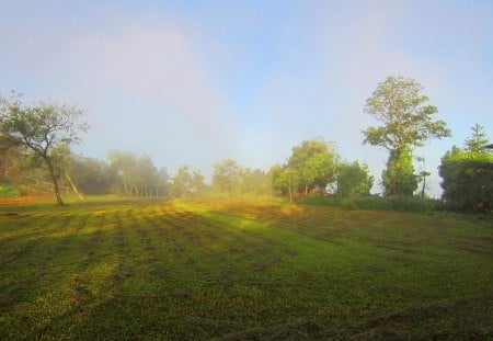 Peak early in the morning - early in the morning, fog, tree, peak, grassland