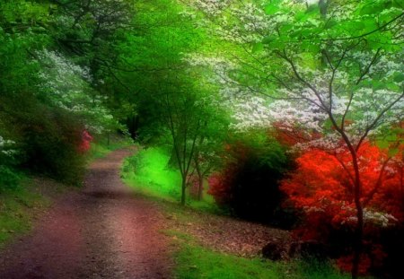 Spring Path - nature, path, trees, spring