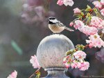 chickadee with cherry blossom