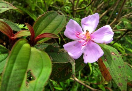 Mountain wildflower - lovely, pink, mountain, wildflower