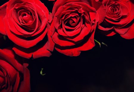 Red Roses - beauty, red petals, roses, photography, rose, with love, pretty, petals, valentines day, romance, red roses, for you, lovely, nature, romantic, beautiful, red, flowers, red rose