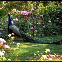 Peacock in rose garden