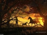 sunset horses