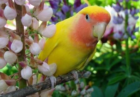 Parrot - branch, yellow, parrot, beak