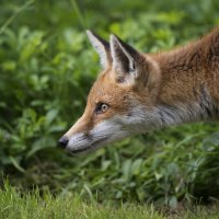Fox
