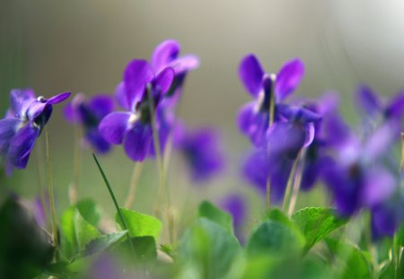 Violets - nature, purple, green, violet, flower