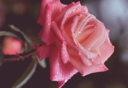 Pink rose - delicate, beautiful, rose, flower, pink