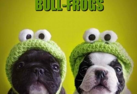 BULL-FROGS