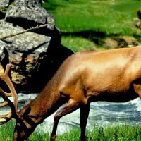 A Buck drinking from a stream