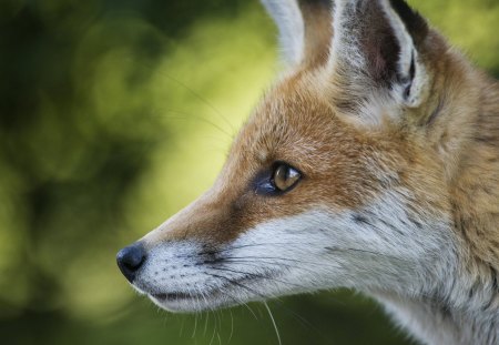 Fox - eyes, red, fox, ears