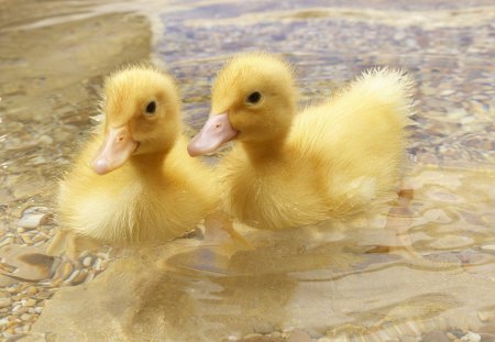 Ducklings - yellow, water, cuddly, ducklings