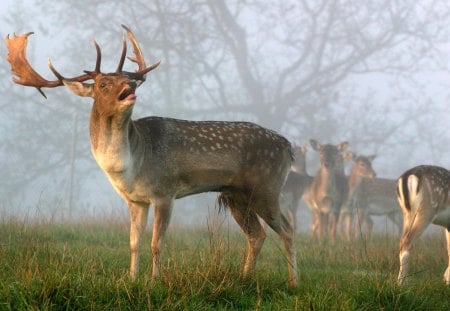 Stag - stag, fog, antlers, deer