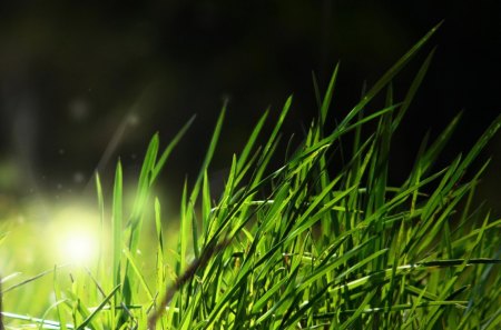 Green Grass - nature, grass, 1366x768, sun