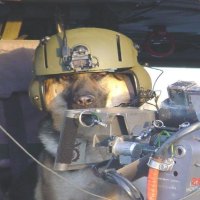 Chances are if your Military Working Dog doesn't like someone, you shouldn't either