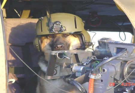 Chances are if your Military Working Dog doesn't like someone, you shouldn't either - marines, usmc, marine corps, recon