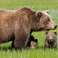 Bear with Cubs