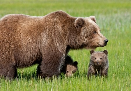 Bear with Cubs - bear, babies, together, cubs