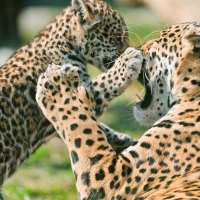 Mother Leopard and Baby