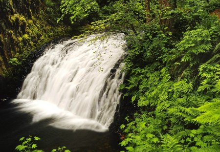 FOREST FALLS - nature, green, waterfalls, forest