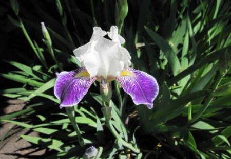 Flower day - white, purple, flowers, photography, green