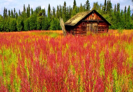 Small wooden cabin and a lot of pink flowers - pretty, summer, cabin, meadow, pink, flowers, fresh, red, field, nice, cottage, trees, houde, refreshing, lovely, wooden, nature