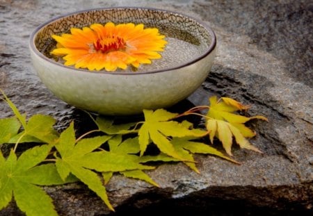 Warm spirit♥ - warm, spirit, forever, fashion, sunshine, feng shui, entertainment, love, flower, orange, ceramic bowl, leaves, arrangement