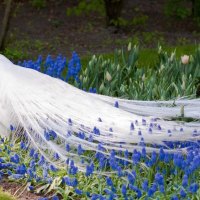 Beautiful White Peacock