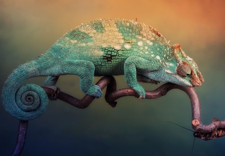 Chameleon