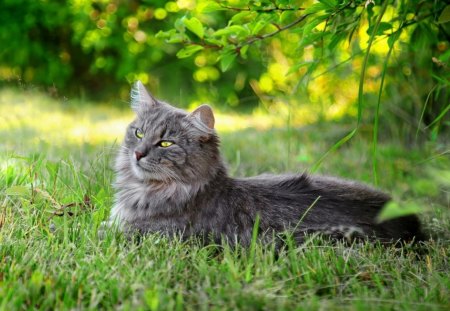 GATINHO - felino, fauna, animal, natureza, gato