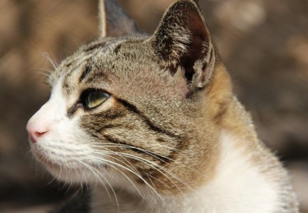 GATINHO - felino, fauna, animal, natureza, gato