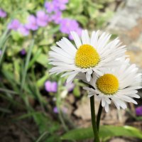 DARLING DAISIES