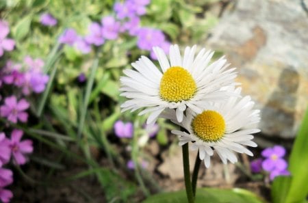 DARLING DAISIES - companionship, gardens, friendship, flowers, plants, daisies