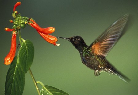 BEIJA - FLOR - animal, ave, natureza, passaro, flora, flor