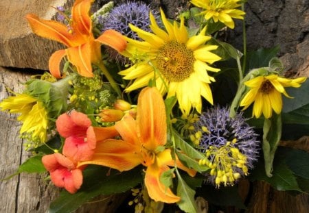 SUNFLOWER & CO. - flowers, trees, sunflowers, sunny, lilies, yellow, bark, plants