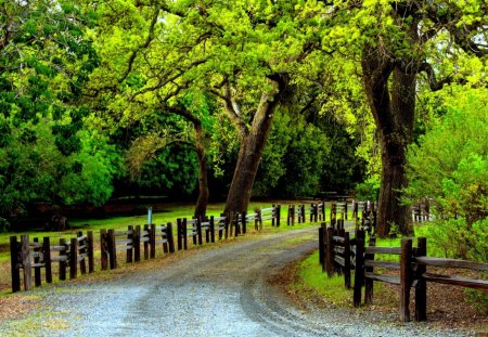 FOREST ROAD - forest, trees, road, fence