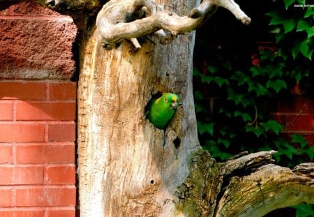 Peeking Out - funny, trees, birds, parrot