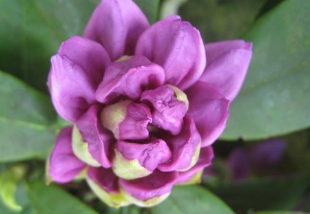 Rhododendron - nature, green, purple, flowers