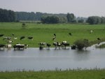 Warm summer at river Waal, the Netherlands