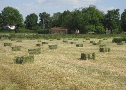 Harvest - nature, fields, harvest, grass