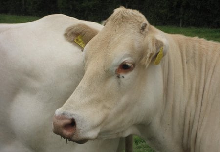 Cow - white, cows, holland, animals