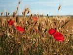 POPPIES IN A WHEATFIELD