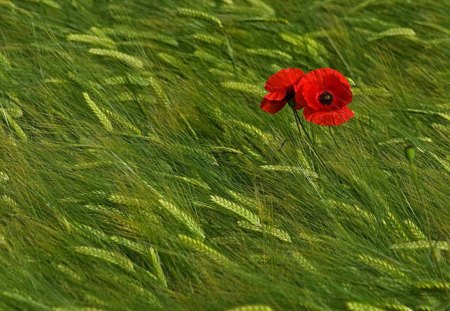 ARE WE LOST? - fields, wheat, red, green, flowers, grass, plants, poppies