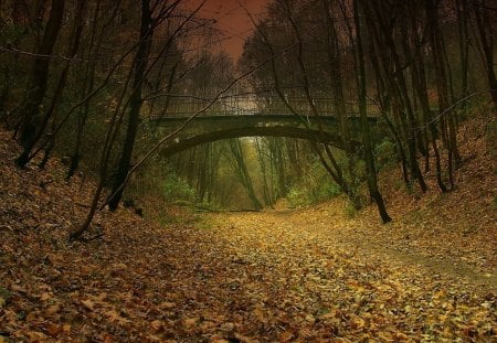 bridge over a gultch deep in the forest - gultch, forest, leaves, bridge