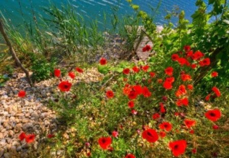 ALONG THE PATH - flowers, poppies, water, rivers, plants, paths