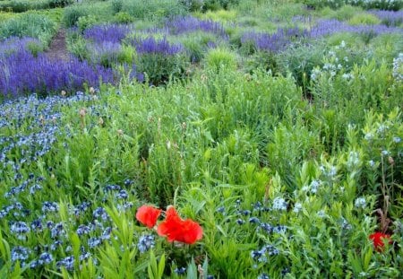 LAVENDER FIELD WITH POPPIES