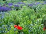 LAVENDER FIELD WITH POPPIES