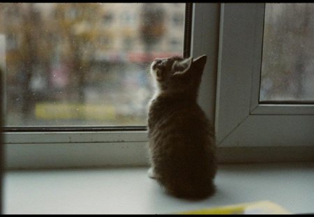 watching rain - window, cat, animals, rain