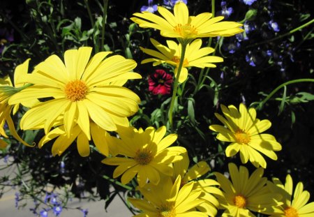 Yellow Daisy Flowers day 10 - purple, flowers, photography, yellow, green, daisy